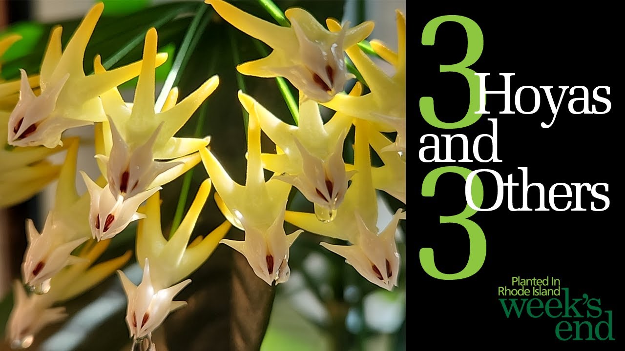3 HOYAS AND 3 OTHERS - Hoya nabawanensis, Hoya multiflora, Hoya endauensis, Thai Constellation...