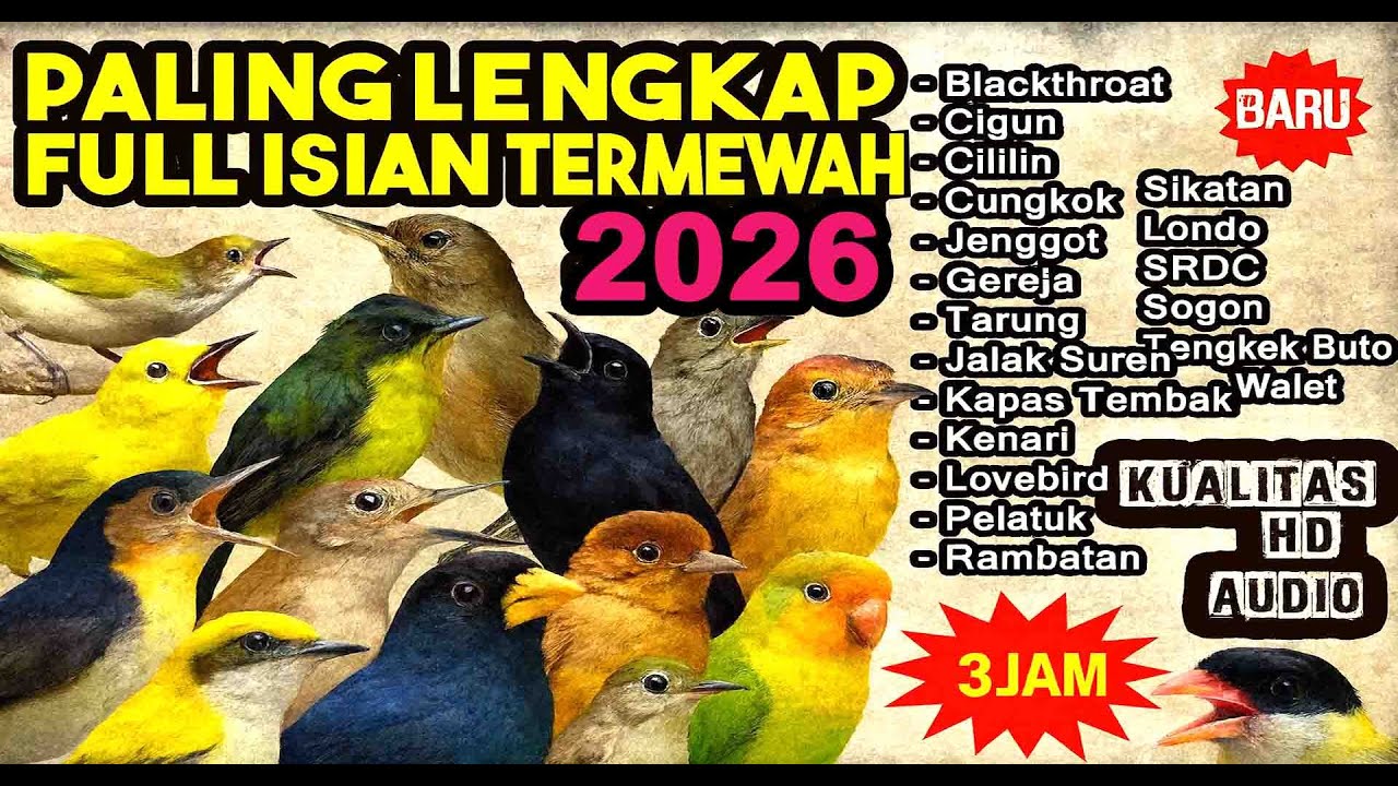 Masteran Murai Batu Full Isian Mewah❗Masteran Murai Juara Nasional Terlengkap 2026