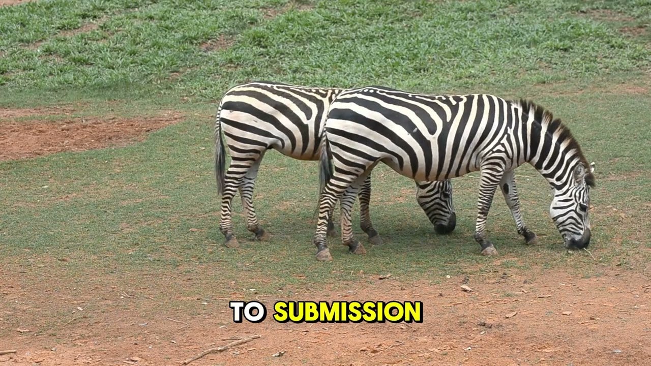 Zebra