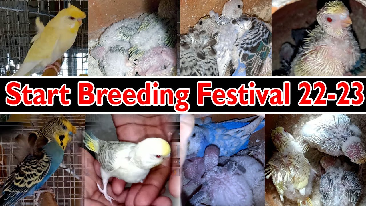 40 pair Helicopter Budgies progress|| 1st clutc|| Breeding season 2022-23||