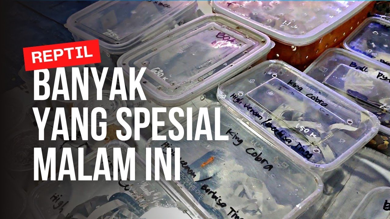 BANYAK YANG SPESIAL MALAM INI || YUK BURUAN SEBELUM KEHABISAN || PASAR IKAN HIAS JATINEGARA 