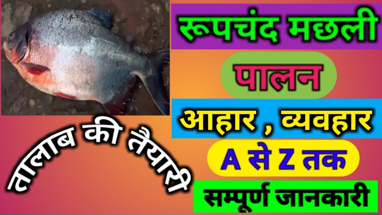 रूपचंद मछली पालन | आहार,व्यवहार | A to Z | तालाब की तैयारी | सम्पूर्ण जानकारी | Roopchand machali