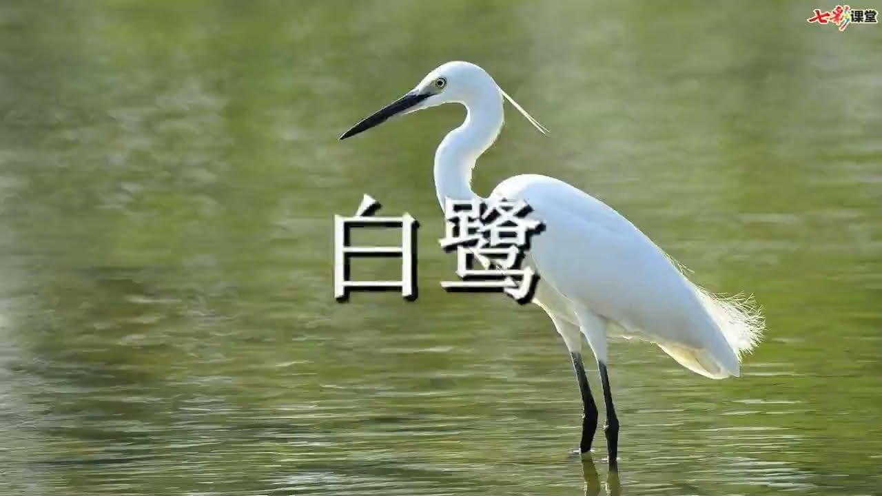 1 白鹭   &mdash;&mdash; 五年级上册   部编新版 朗读