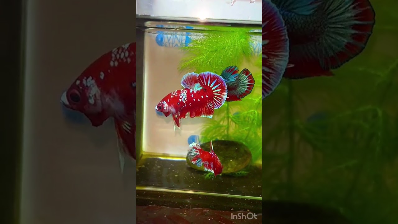 @bettacastle3662 Red Gold Blue Galaxy HMPK #hmpk #hmpkbetta #betta #galaxy #fancy #red #fish