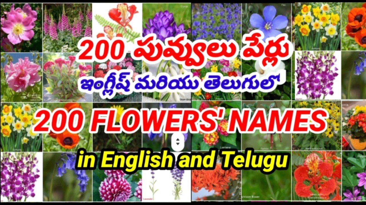 #flowersnames   in English and Telugu