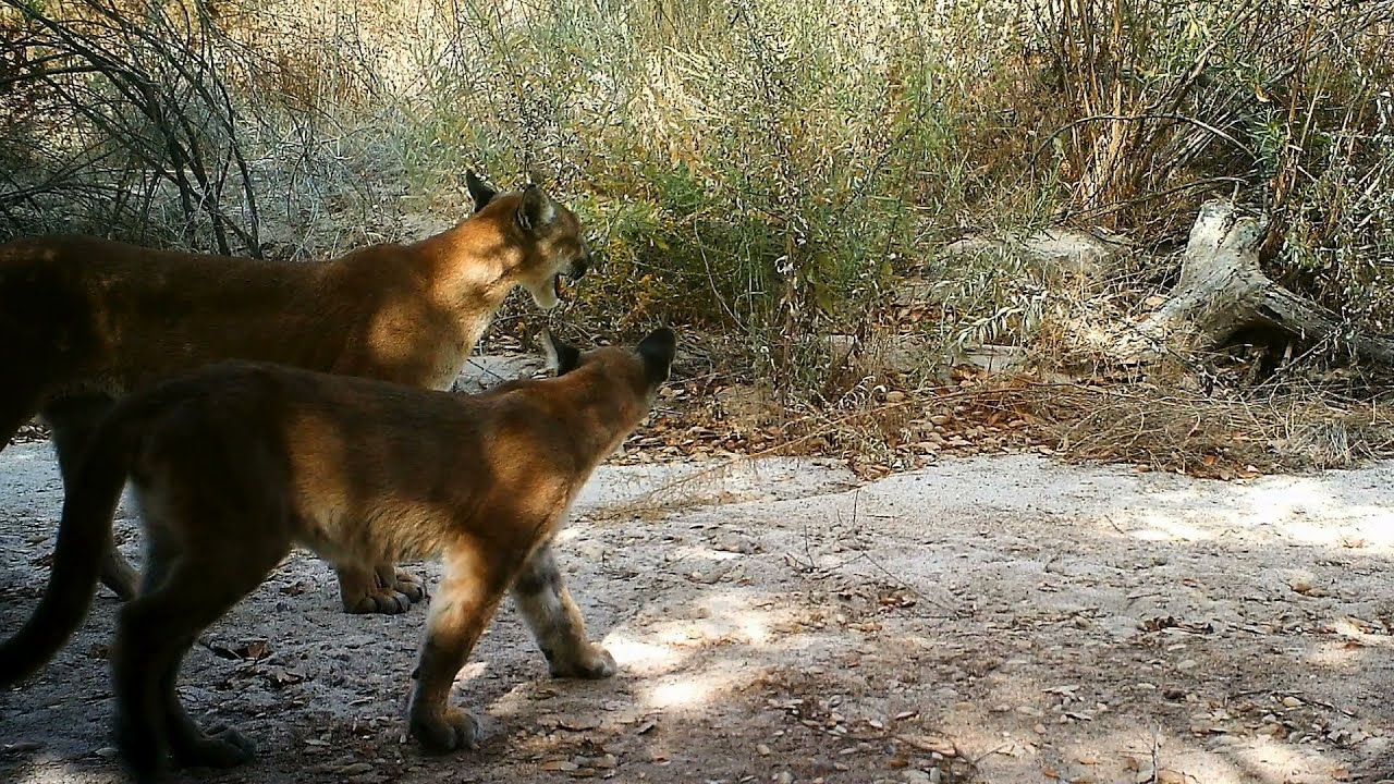 Irvine Ranch Conservancy Wildlife Monitoring