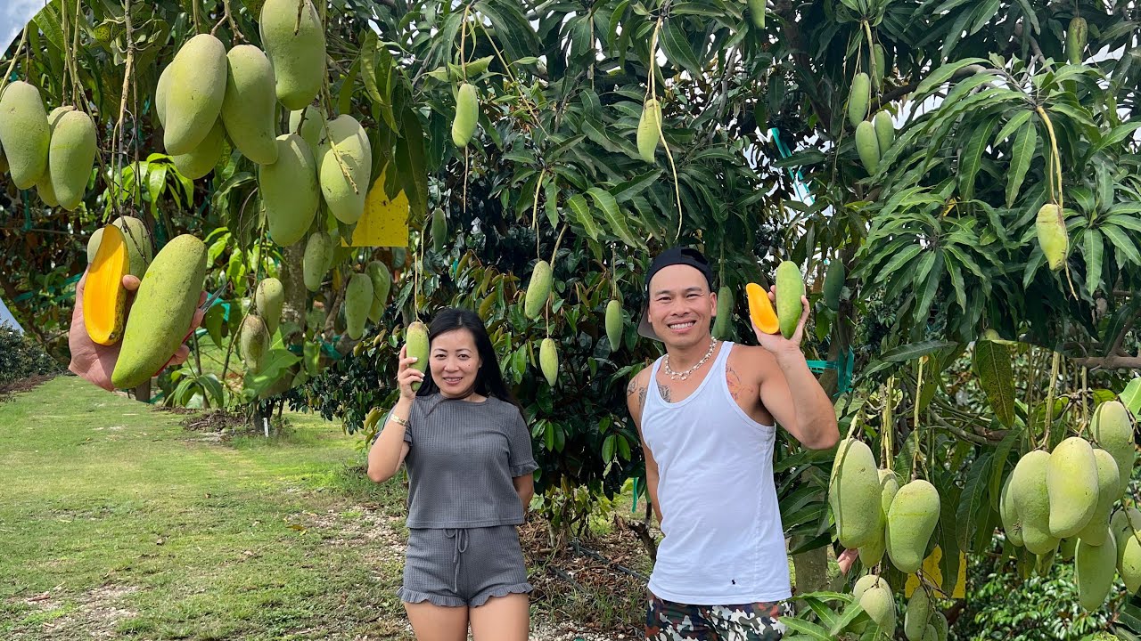 Farm XOÀI THÁI Quá Ngon NGỌT! Ăn 1 Trái Đáng Tiền 1 Trái | Mamuang Kiew Sa Wei Mango | LuuLinh TV
