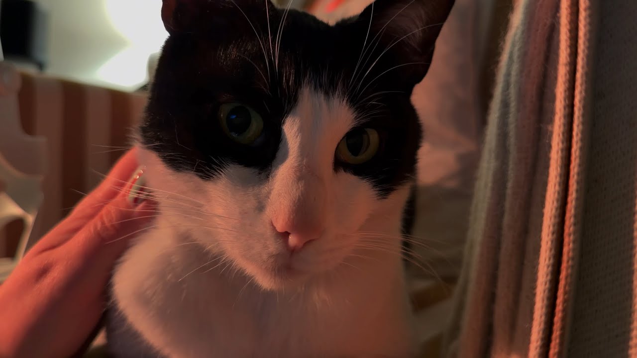ASMR Psychologist explains how to change your attachment style… to Norman the cat
