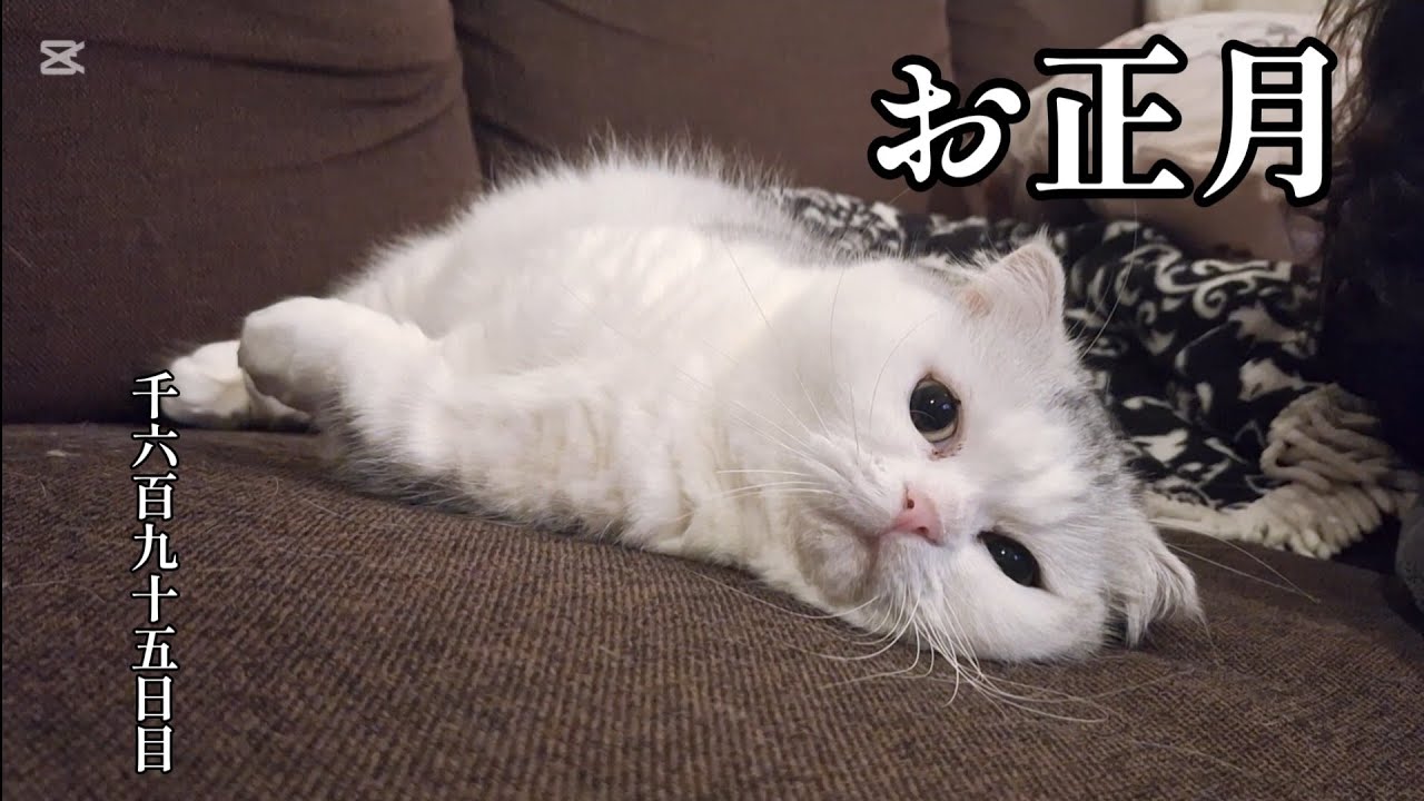 お正月　こねこ成長日記　千六百九十五日目