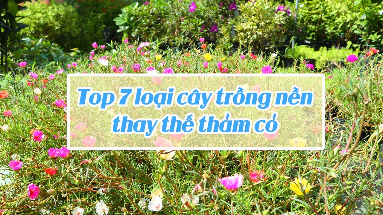 TOP 7 LOẠI C&Acirc;Y TRỒNG NỀN THAY THẾ CỎ TRỒNG CHO CẢNH QUAN