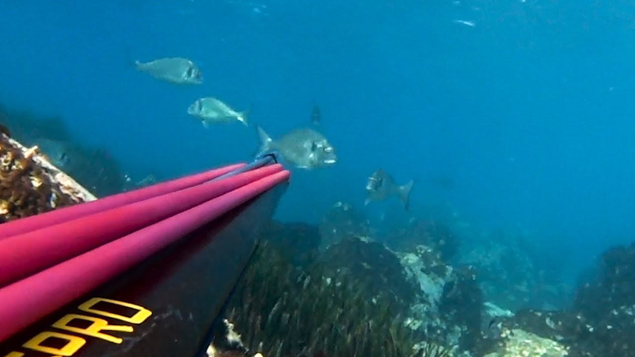 zıpkınla ÇUPRA avı | spearfishing Orata | Gökhan Yoran | DEEPRO
