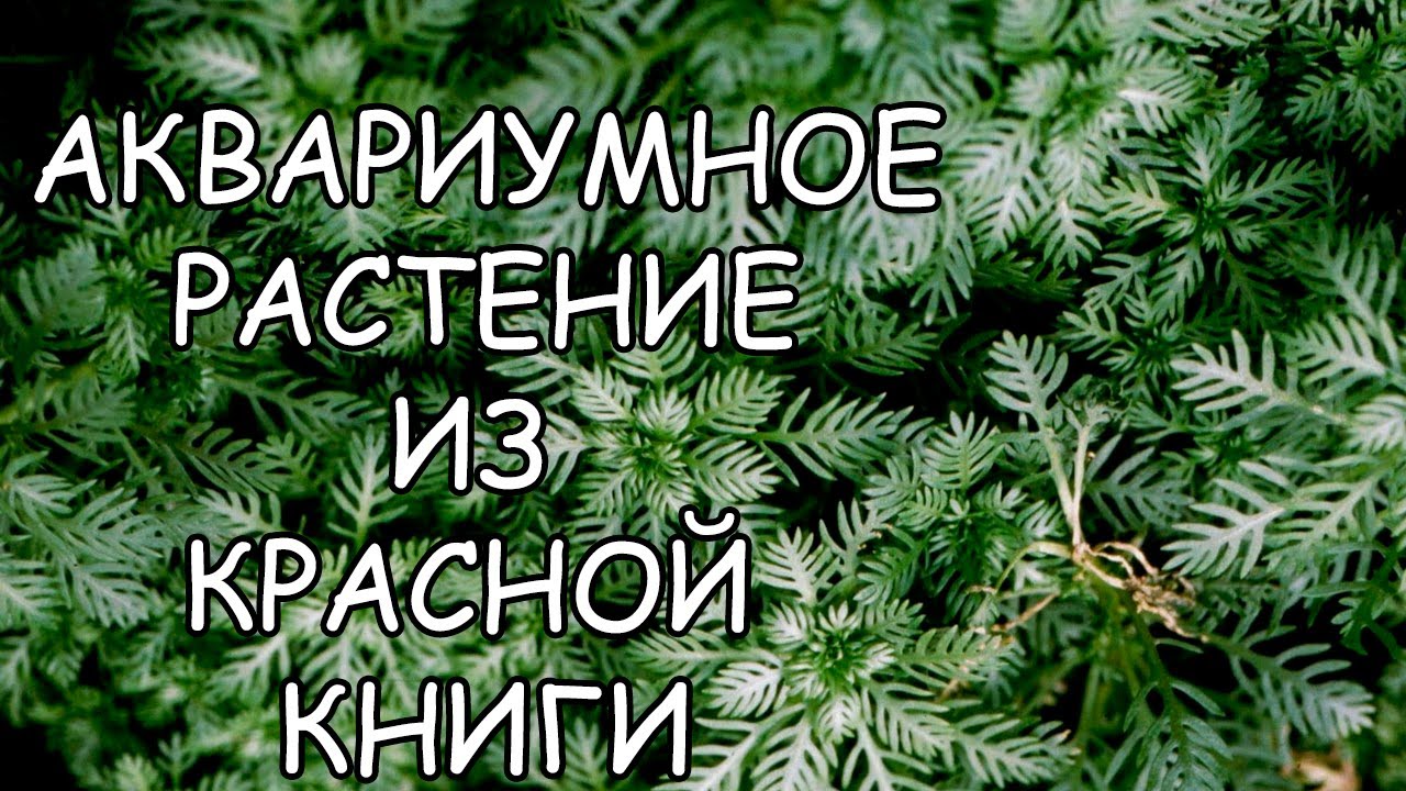 ХОТТОНИЯ ТУРЧА БОЛОТНАЯ ( Hott&oacute;nia pal&uacute;stris ). СЕКРЕТЫ СОДЕРЖАНИЯ