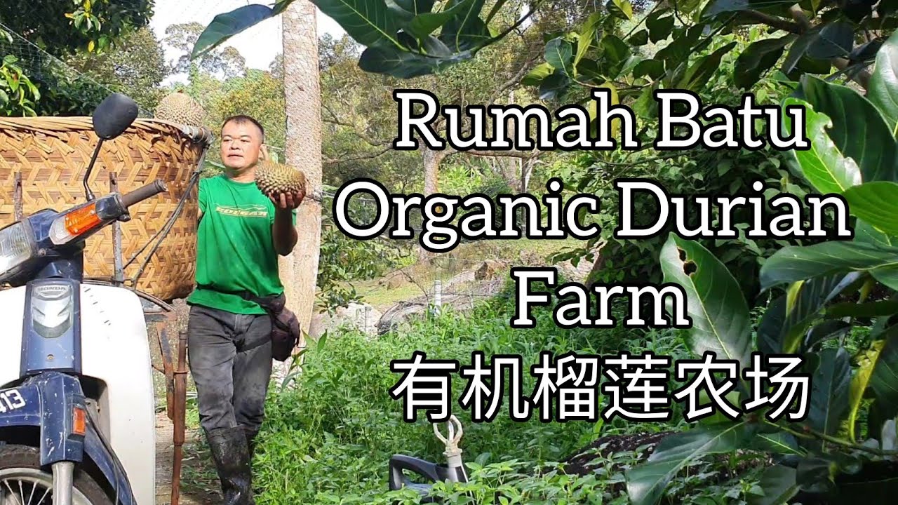Rumah Batu Organic Durian Farm, Balik Pulau, Penang 有机榴莲农场