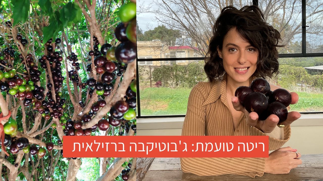 ריטה טועמת: ג’יבוטיקבה ברזילאית