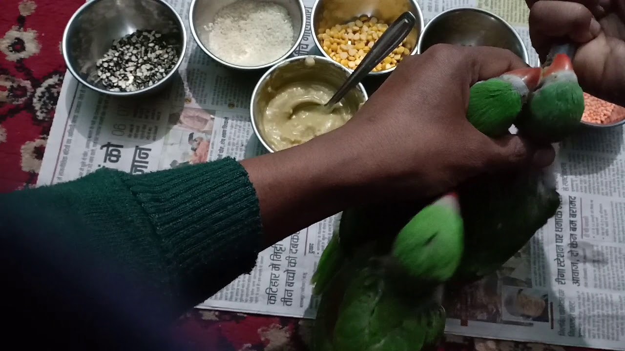 Supper food of baby Alexander parakeet