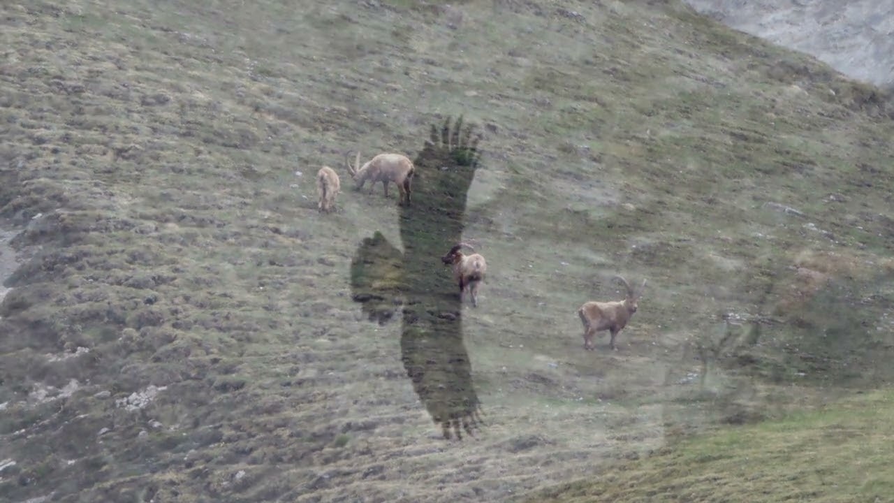 Steinadler   HD 1080p