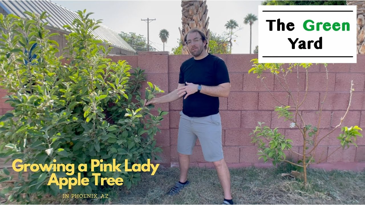 Apple Abundance!!! Growing a Pink Lady Apple Tree in Phoenix, AZ