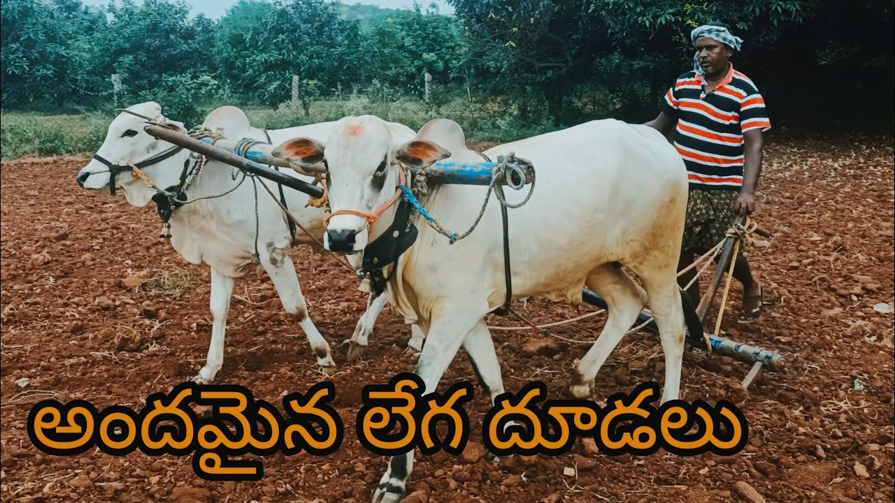 అందమైన లేగ దూడలుచింతలపేట గ్రామం డోన్ మండలం నంద్యాల జిల్లా