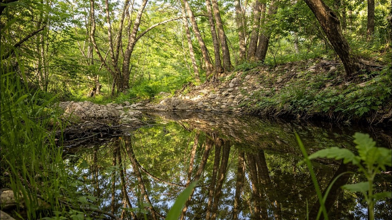 Spring Forest Stream — Real-Time Natural Sound | STILLTIME