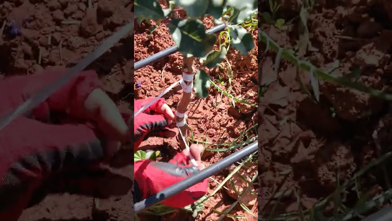 تلقيم الخروب بالعين نسبة النجاح 99٪
