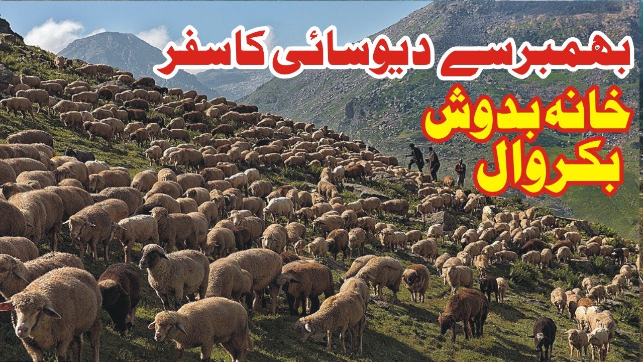 LifeStyle Of BakarWal Family || Gujjar bakarwal || BakarWal || Nature's Traveler || BakarWal Family