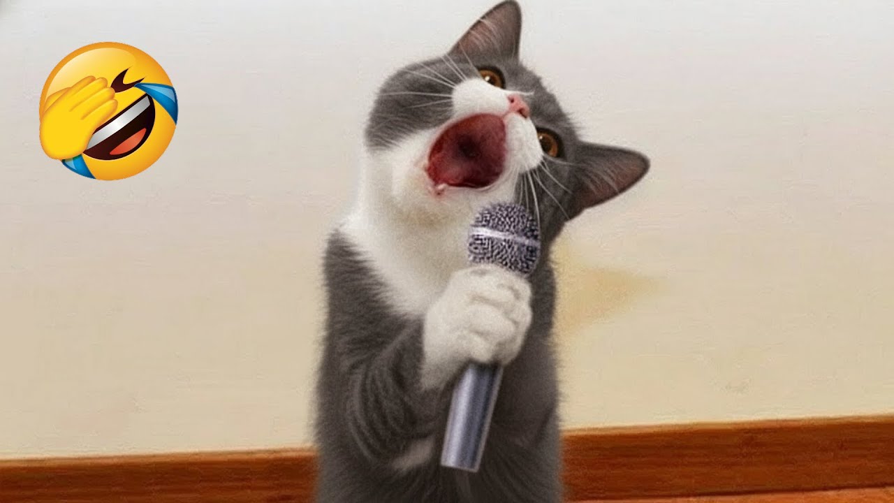 Попробуй Не Засмеяться 😂 Самые Смешные Животные 😹🐶 Часть 9