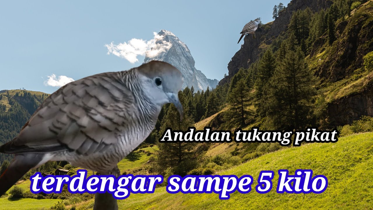 🔴Suara Incaran kolektor #perkututgacor #perkutut 