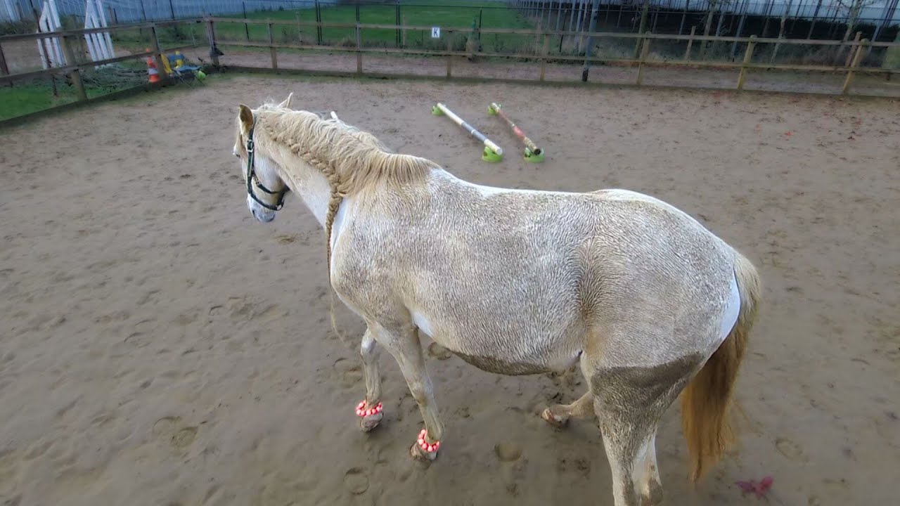 Polsbandjes voor mijn paard uitproberen 🤓 Gezien op Instagram 📿| 𝘚𝘯𝘶𝘪𝘵𝘢𝘣𝘭𝘦
