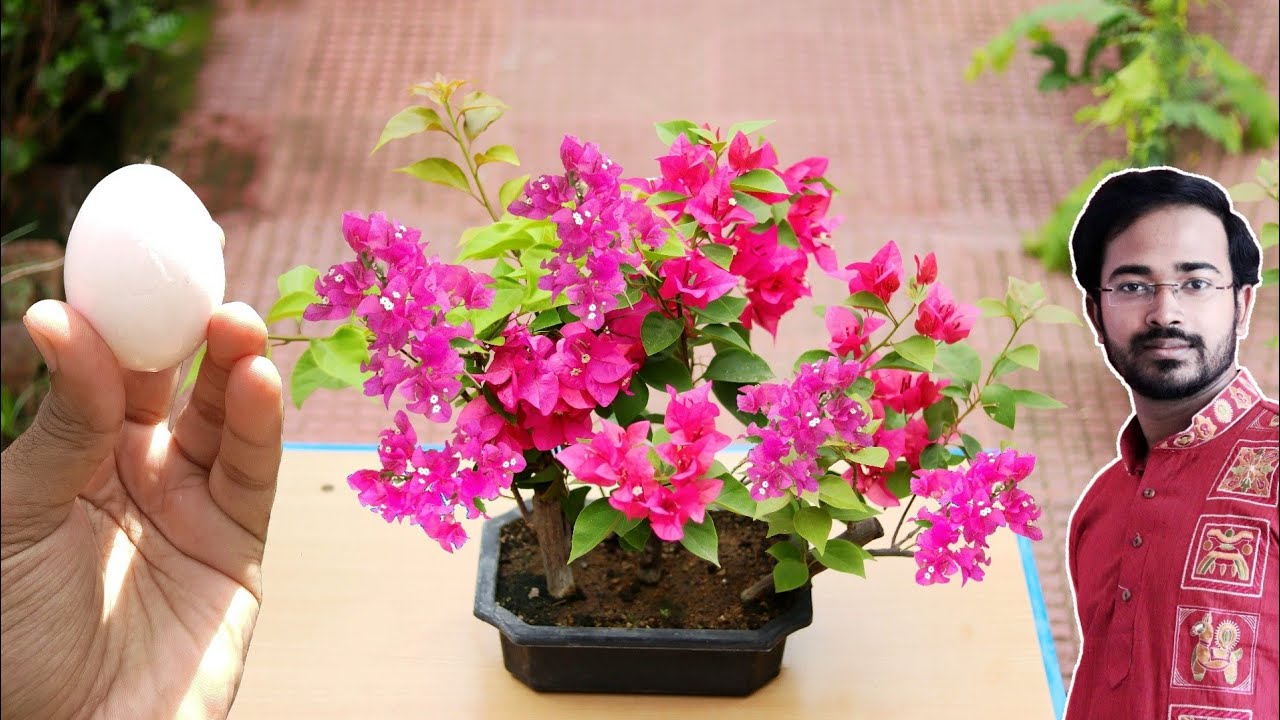 How to Easily make Bonsai Forest | Bougainvillea flower Bonsai for beginners