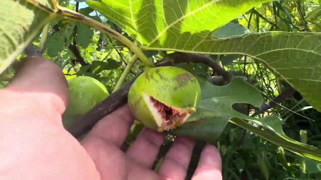 Should you pollinate your fig tree, here’s our results.