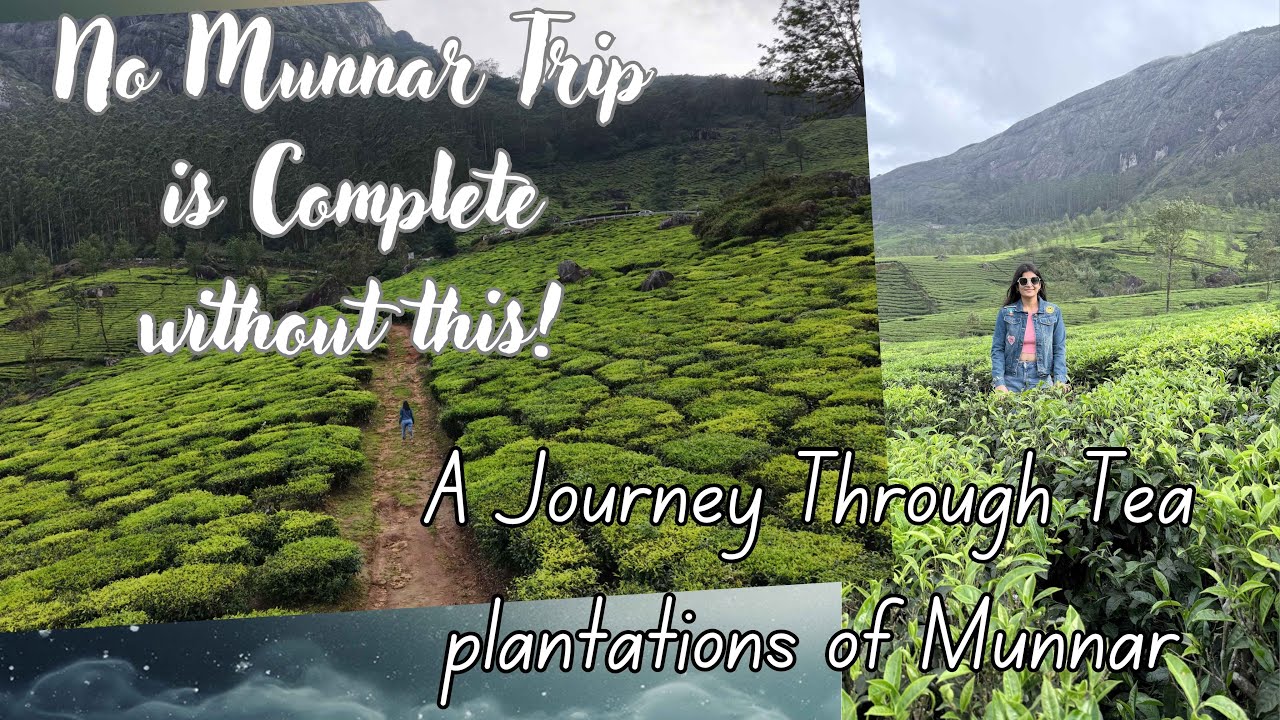 Exploring Munnar&rsquo;s Tea Plantations 🍃 | Lockhart Estate &ndash; Where Tea Meets the Clouds ☁️ #munnar #tea