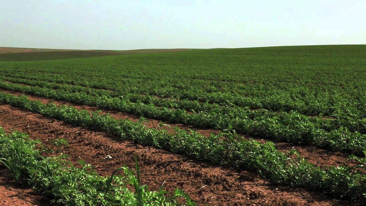 Global Food Systems