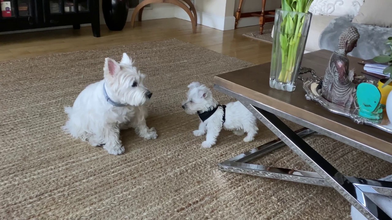 Westie Puppy and Big Sister's Morning Playtime