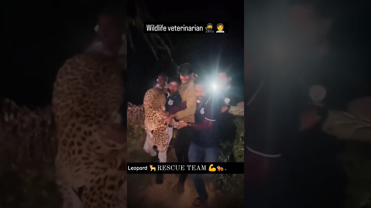 leopard rescue team work at midnight 💪 #wildcats