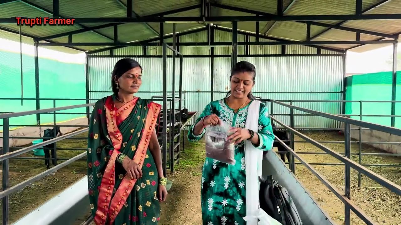 गावरान 3/4 शेळ्यांपासुन सुरवात करून चालू केले छोटेसे #Got_Farm 😊पुढे चालून व्यवसाय वाढवण्याचा विचार🤗