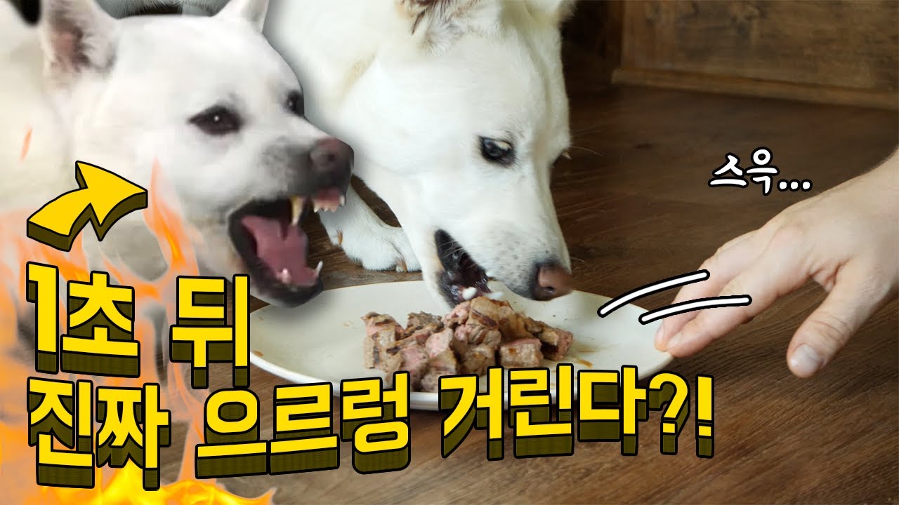 진돗개가 먹을 때 건들면 주인에게도 으르렁댄다는게... 사실일까?