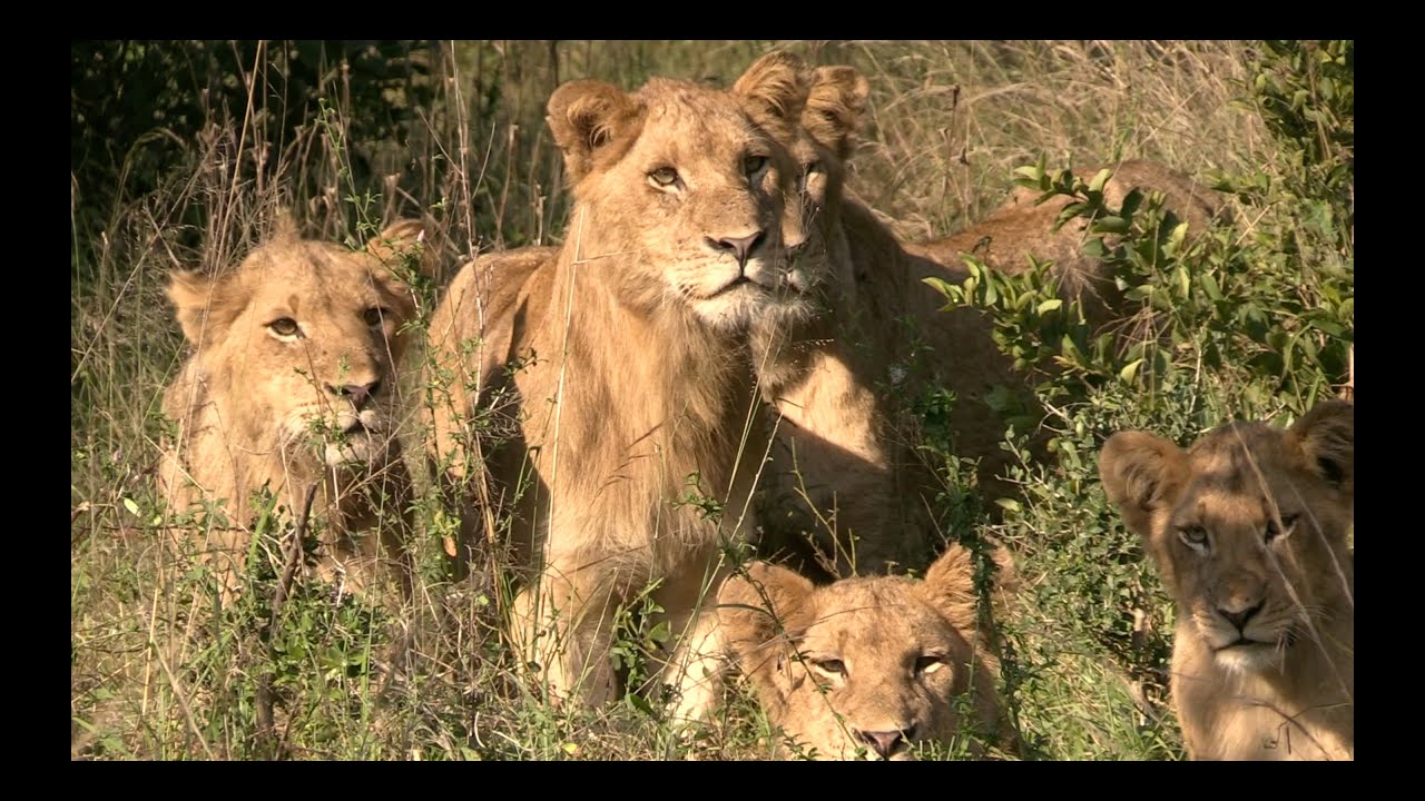 Отслеживание львиного прайда Камбулы