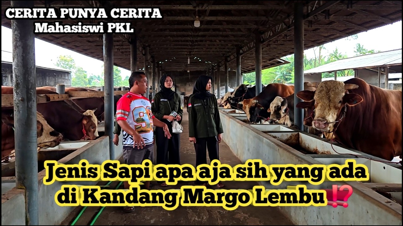 Mengenal Jenis Sapi & Perawatan Sapi