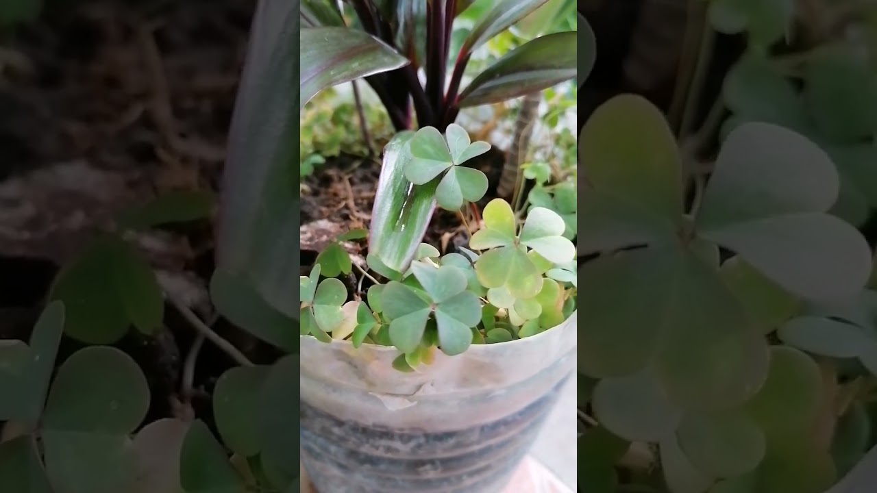 The Lucky Shamrock or Three Clover Leaf Plant #shorts #shamrock #clover #luckyplant #asmr #asmrplant