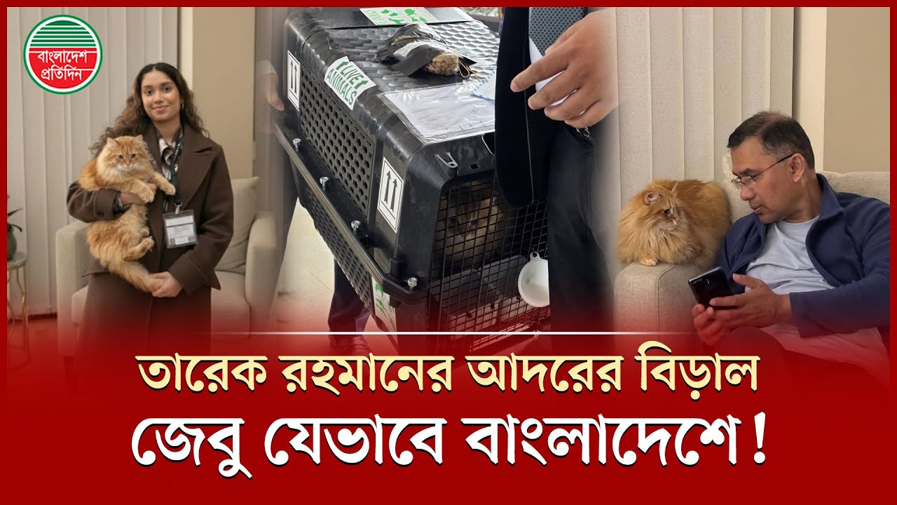 তারেক রহমানের আদরের বিড়াল &lsquo;জেবু&rsquo; যেভাবে লন্ডন থেকে এলো বাংলাদেশে! | Cat Zebu | Tarique Rahman