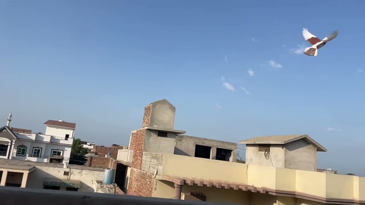 Birds flying satisfying video | Daily Vlog 