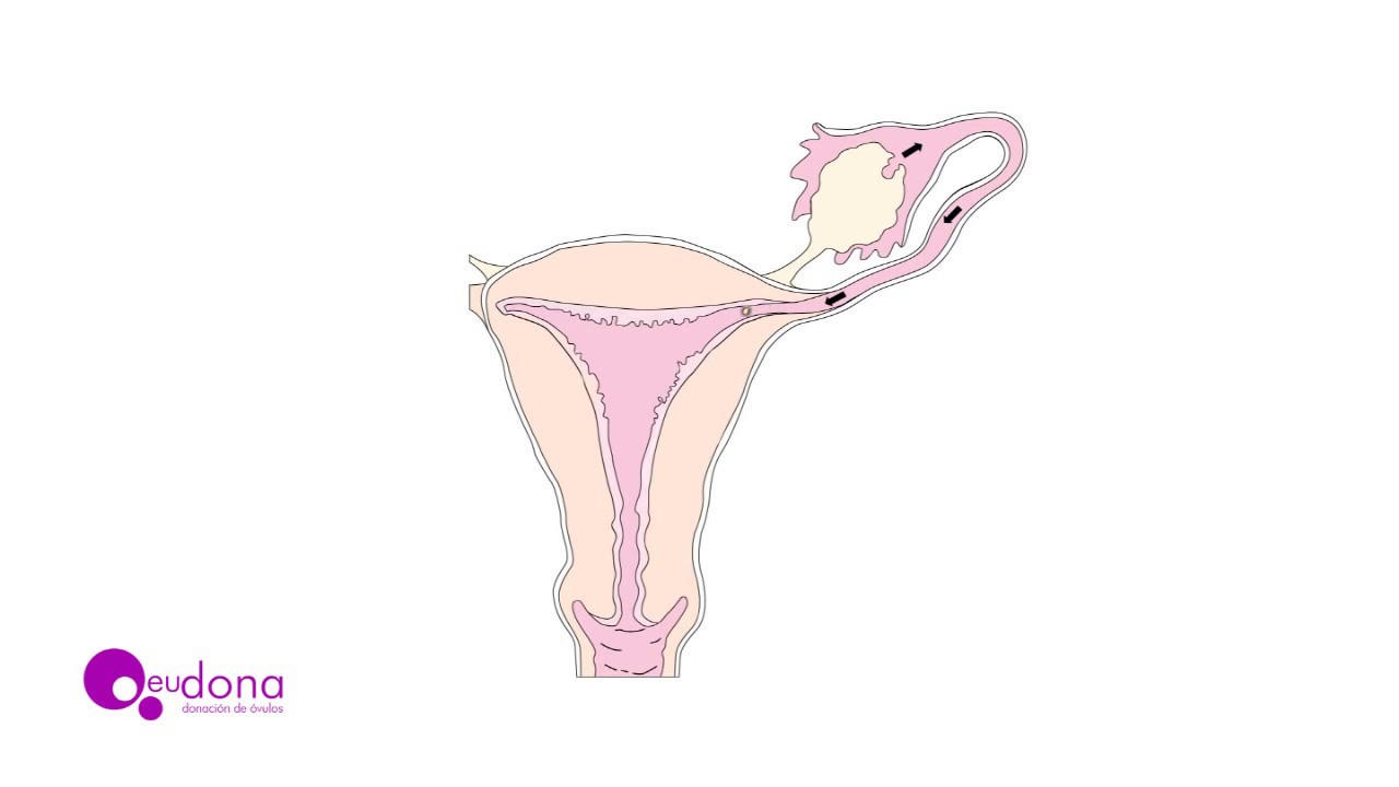 Как пользоваться препаратом CETROTIDE