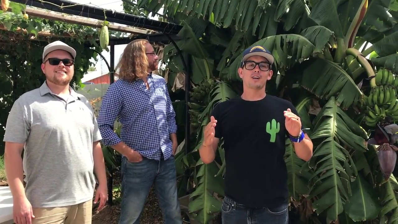 One-Year-Old Food Forest in Tempe, Arizona