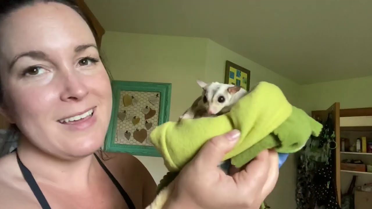 Terrified Sugar glider re-home update | 6-8 weeks