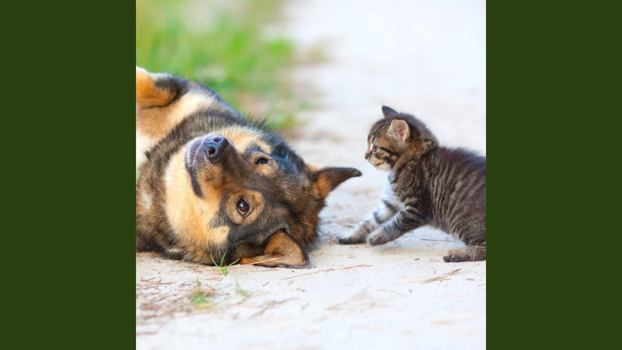 Peaceful Pet Moments with Theta Calmness