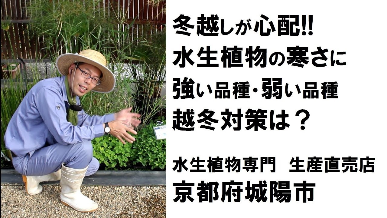 冬越しが心配!!水生植物の寒さに強い品種・弱い品種　越冬対策は？