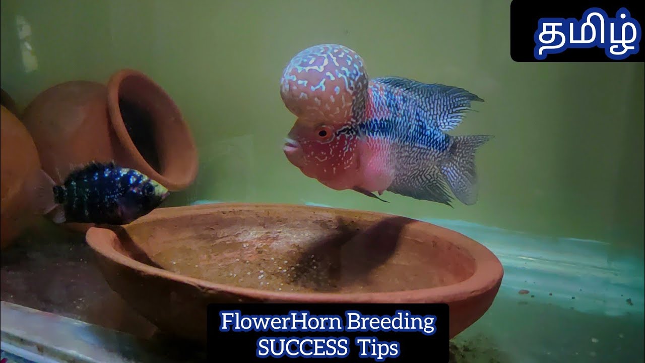 Flowerhorn Breeding at Home(Tamil)-SuccessTips-EshwarGandhi