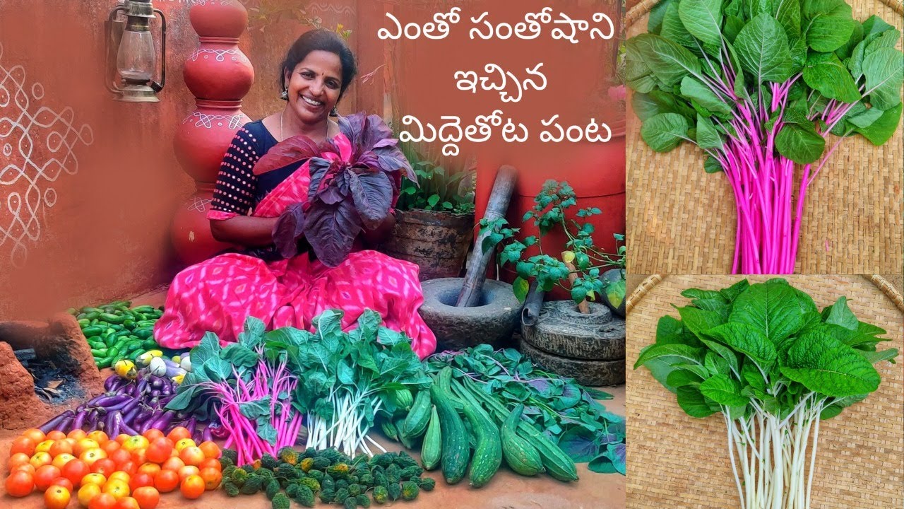 Black Pepper,Elaichi,Butternut Squash,Pink,White/Milk Thotakura,Perugu Thotakura - Saileela Vlogs