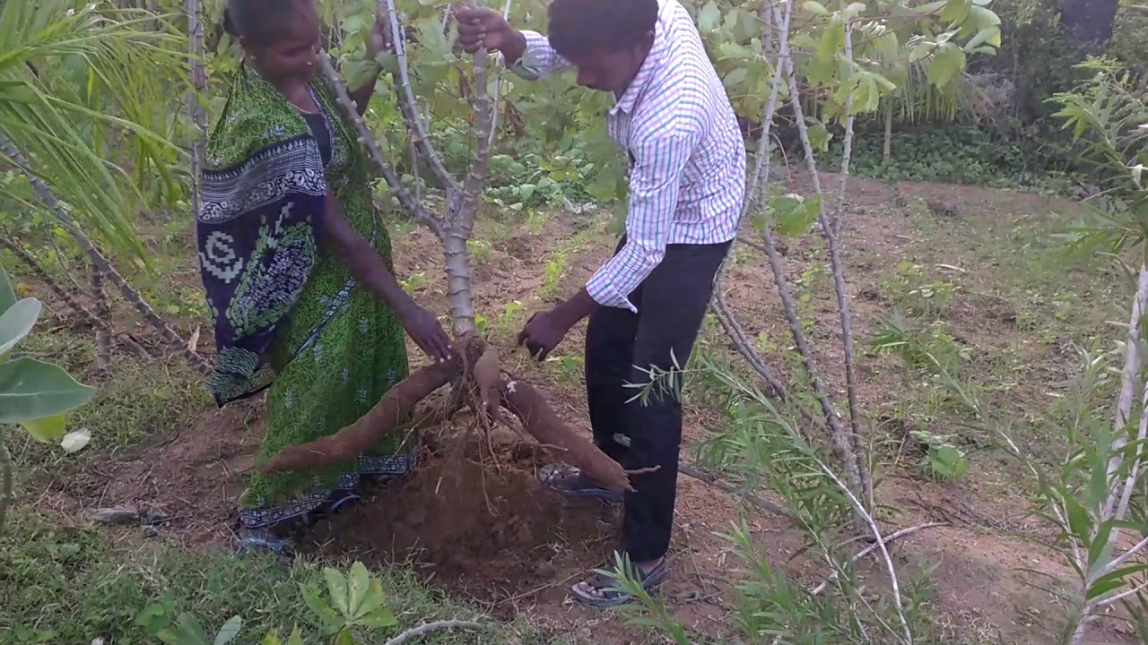 Les tubercules de manioc