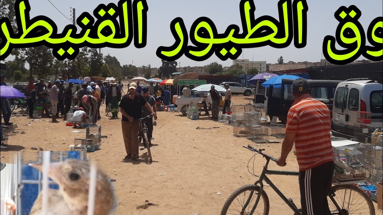 سوق الطيور القنيطرة..شوف.أش طاري.في سوق القنيطرة  ناس مسبغين  الحسون 😱😱😱#سوق_الطيور #طيور_حب
